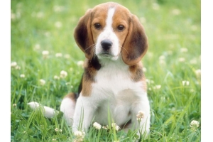 英國寵物用品支出激增上億英鎊，賣家迎來春天