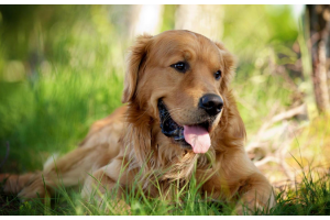 美國寵物經(jīng)濟大爆發(fā)，中國賣家爭相入局