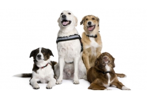 美國寵物食品需求爆發式增長，市場潛力巨大