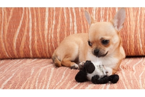 澳大利亞寵物市場火熱，旺季銷量將創(chuàng)新高