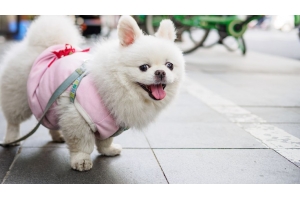 美國寵物市場需求增長強勁，值得賣家關注