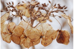 仿真花出口遇阻?這份海關清關指南助你順利通關!